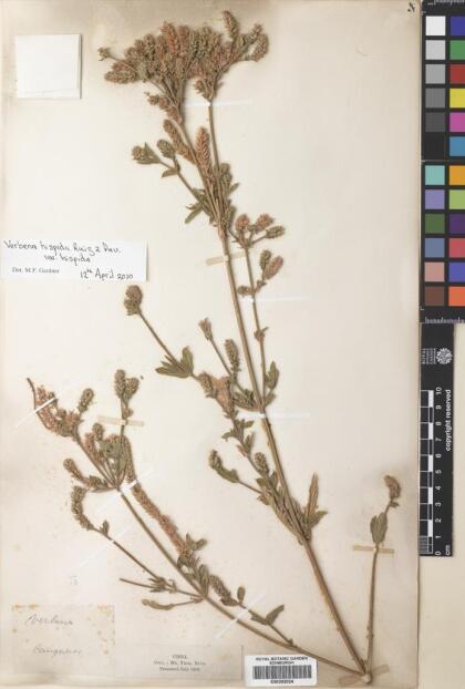 Verbena hispida [Espécimen: ]
