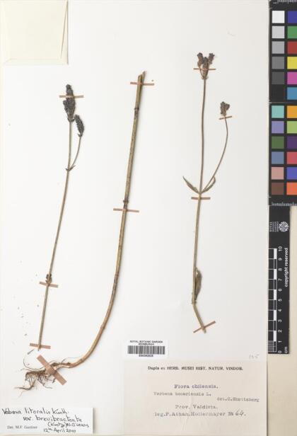 Verbena bonariensis [Espécimen: ]
