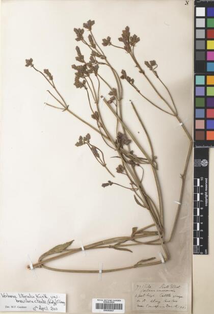 Verbena bonariensis [Espécimen: ]