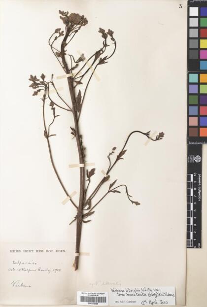 Verbena bonariensis [Espécimen: ]