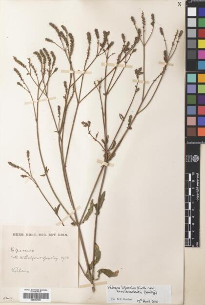 Verbena bonariensis [Espécimen: ]