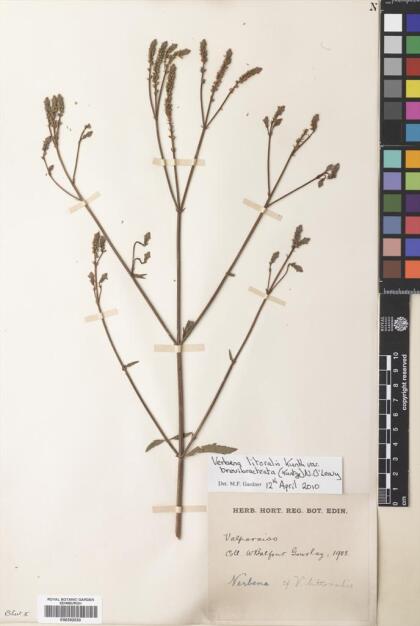 Verbena bonariensis [Espécimen: ]