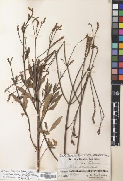 Verbena bonariensis [Espécimen: ]