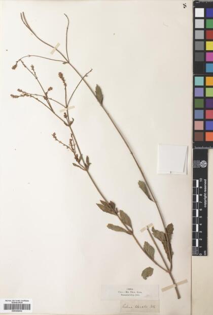 Verbena litoralis [Espécimen: ]