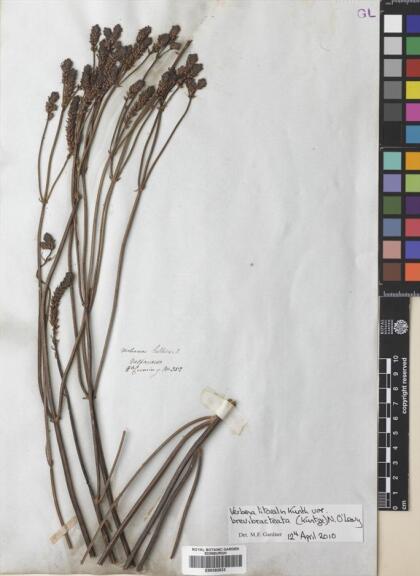 Verbena bonariensis [Espécimen: ]