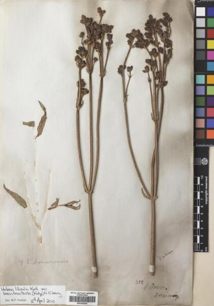 Verbena bonariensis [Espécimen: ]