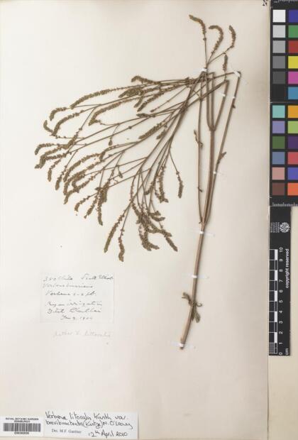 Verbena bonariensis [Espécimen: ]