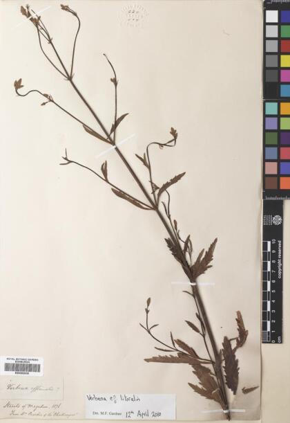 Verbena litoralis [Espécimen: ]
