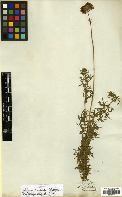 Glandularia porrigens [Espécimen: ]