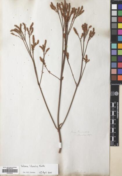 Verbena litoralis [Espécimen: ]
