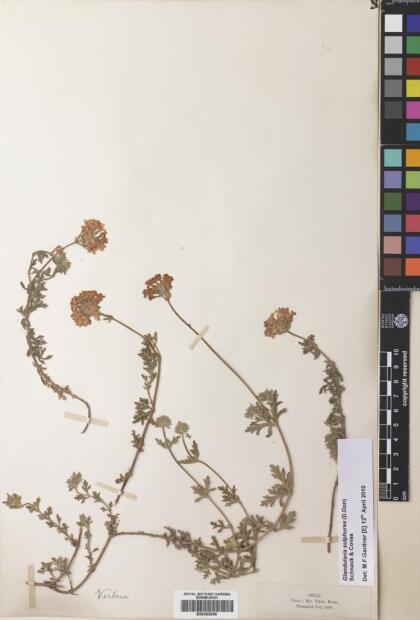 Glandularia sulphurea [Espécimen: ]