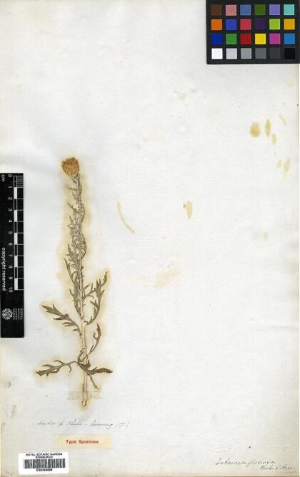 Plectocephalus floccosus [Espécimen: ]