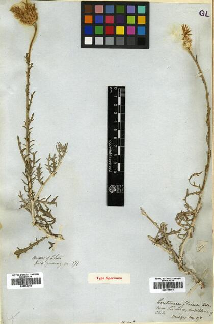 Plectocephalus floccosus [Espécimen: ]