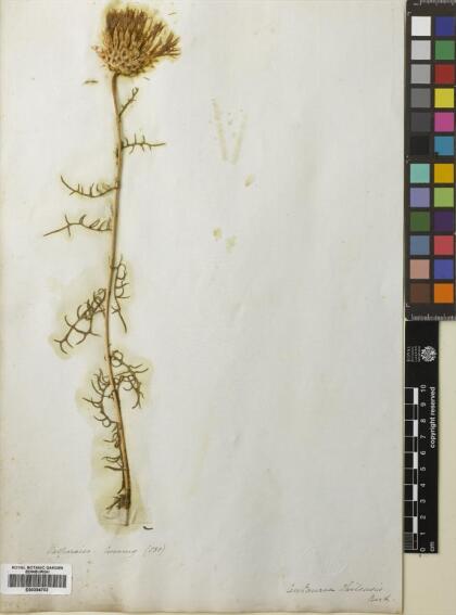 Plectocephalus chilensis [Espécimen: ]