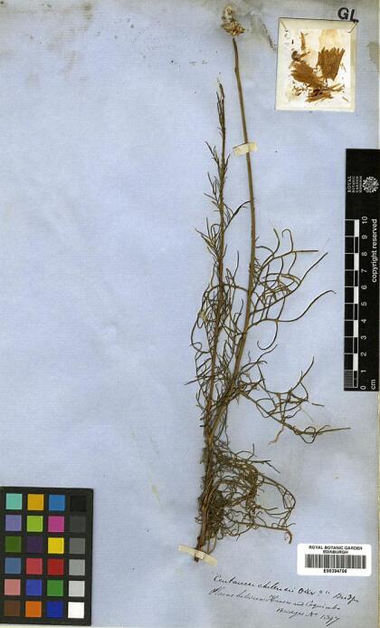 Plectocephalus bridgesii [Espécimen: ]