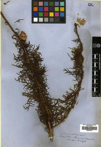 Plectocephalus chilensis [Espécimen: ]