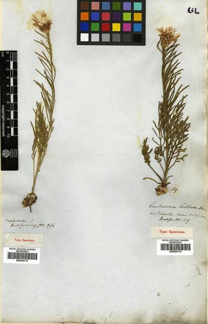 Plectocephalus bulbosus [Espécimen: ]