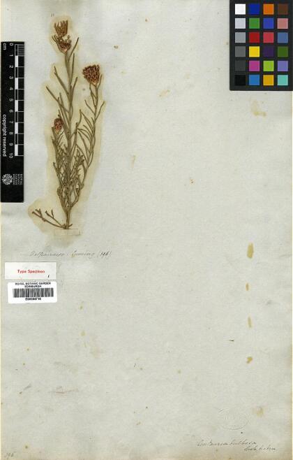 Plectocephalus bulbosus [Espécimen: ]
