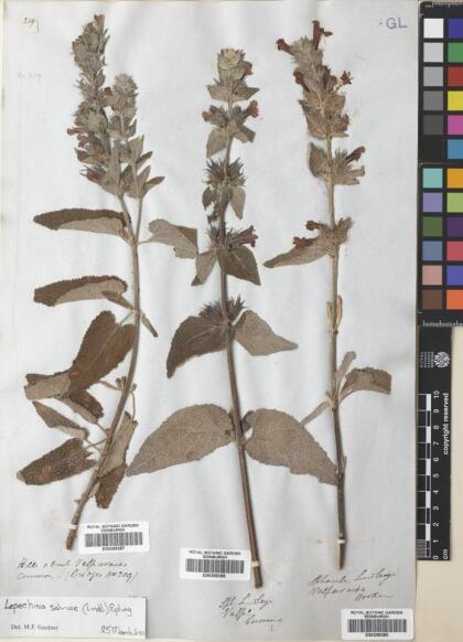Lepechinia salviae [Espécimen: ]