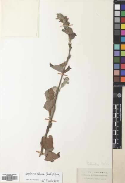 Lepechinia salviae [Espécimen: ]