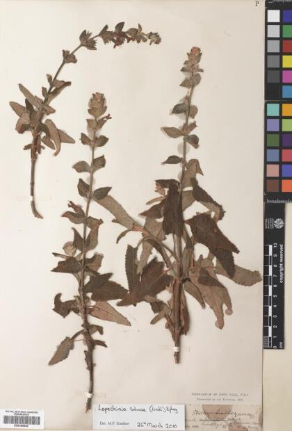 Lepechinia salviae [Espécimen: ]