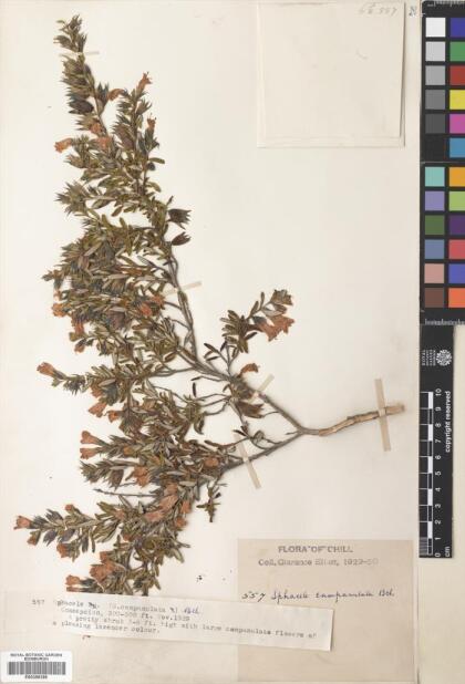 Lepechinia chilensis [Espécimen: ]
