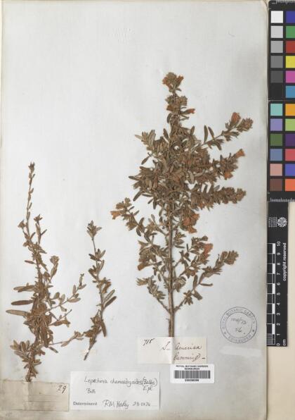Lepechinia chilensis [Espécimen: ]