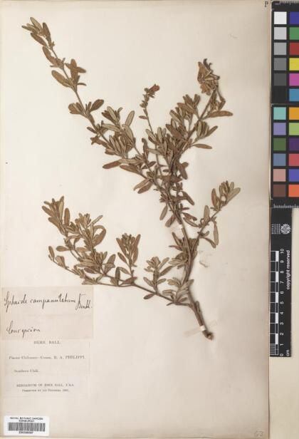 Lepechinia chilensis [Espécimen: ]