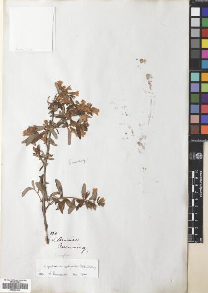 Lepechinia chilensis [Espécimen: ]