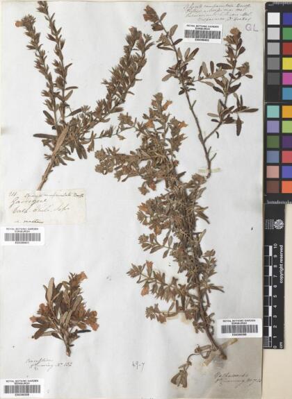 Lepechinia chilensis [Espécimen: ]