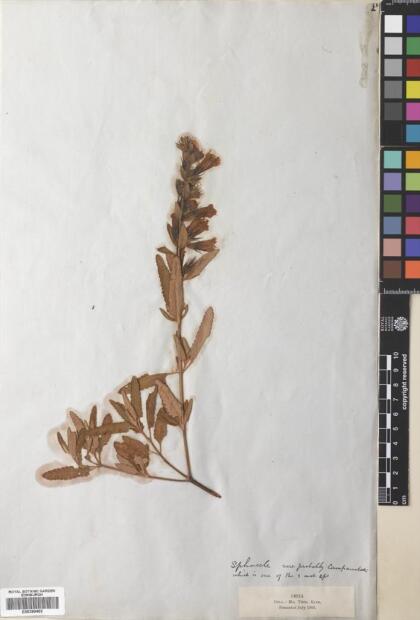Lepechinia chilensis [Espécimen: ]