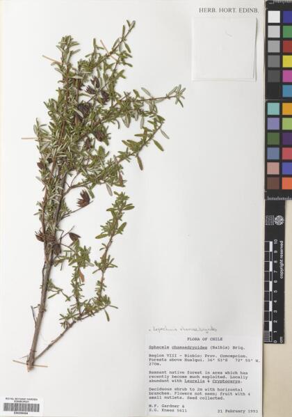 Lepechinia chilensis [Espécimen: ]