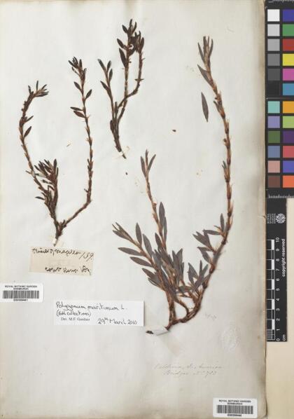 Polygonum maritimum [Espécimen: ]