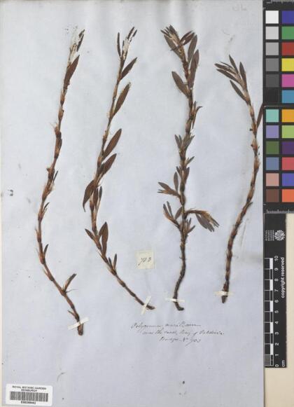 Polygonum maritimum [Espécimen: ]
