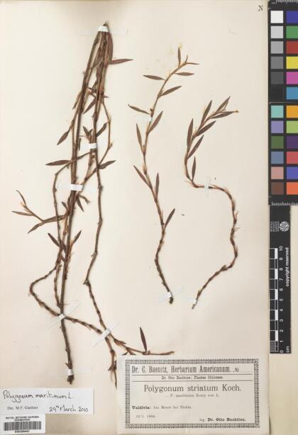 Polygonum maritimum [Espécimen: ]