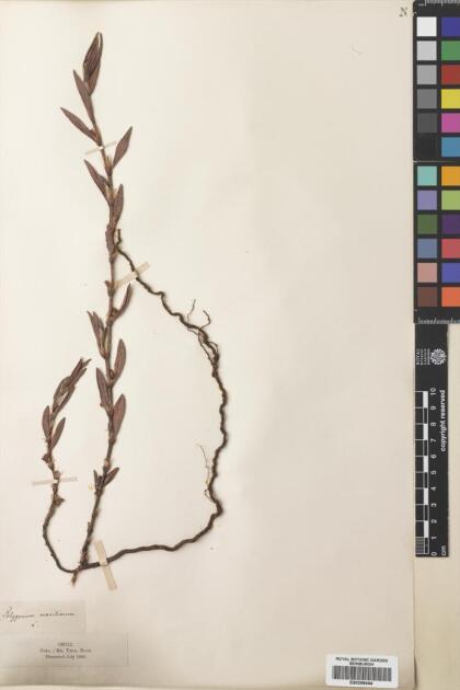 Polygonum maritimum [Espécimen: ]