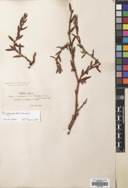 Polygonum maritimum [Espécimen: ]