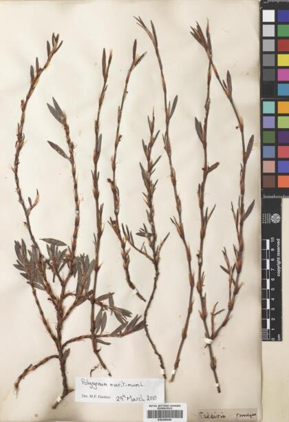 Polygonum maritimum [Espécimen: ]