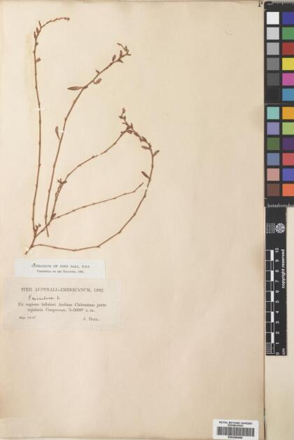 Polygonum aviculare [Espécimen: ]