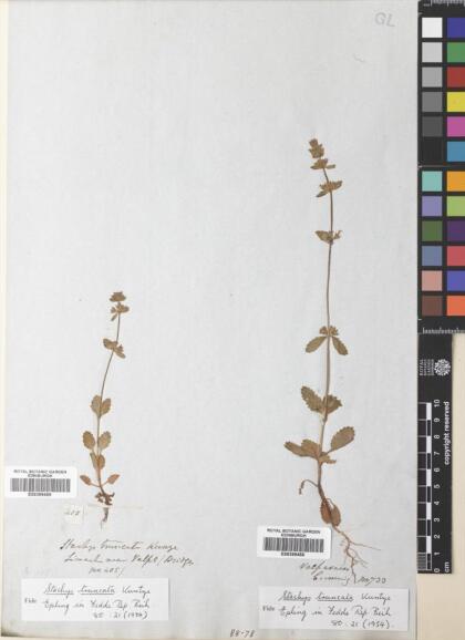 Stachys truncata [Espécimen: ]