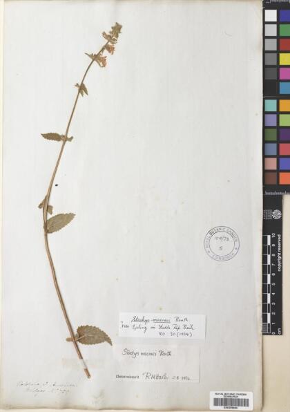 Stachys macraei [Espécimen: ]