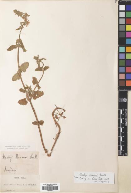 Stachys macraei [Espécimen: ]