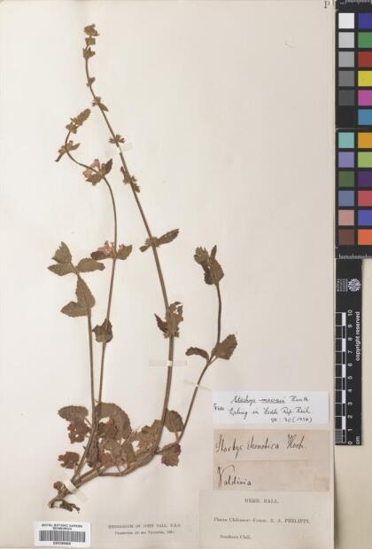 Stachys macraei [Espécimen: ]