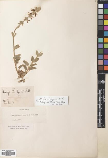Stachys bridgesii [Espécimen: ]
