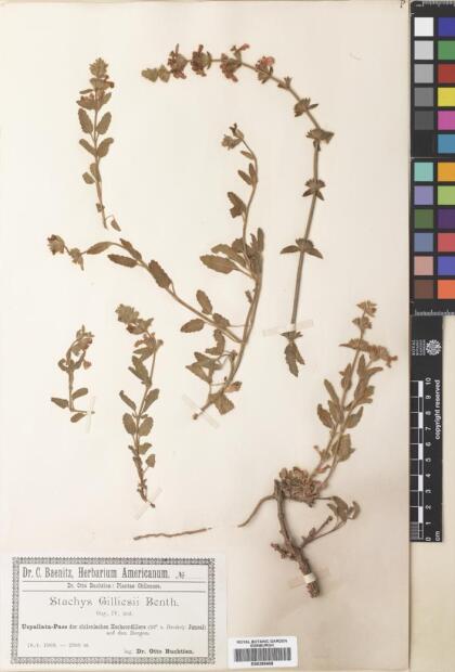 Stachys gilliesii [Espécimen: ]