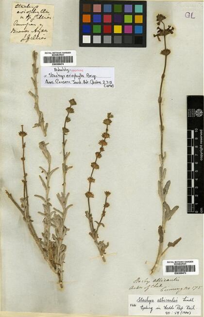 Stachys albicaulis [Espécimen: ]