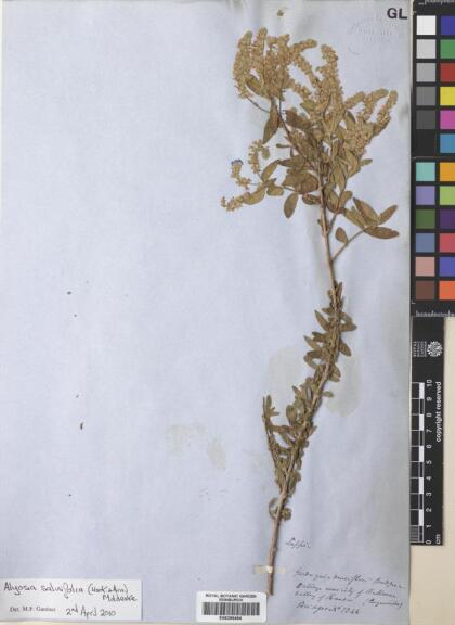 Aloysia salviifolia [Espécimen: ]