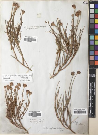 Junellia spathulata [Espécimen: ]