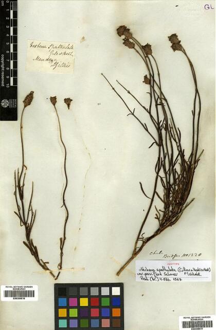 Junellia spathulata var. spathulata [Espécimen: ]
