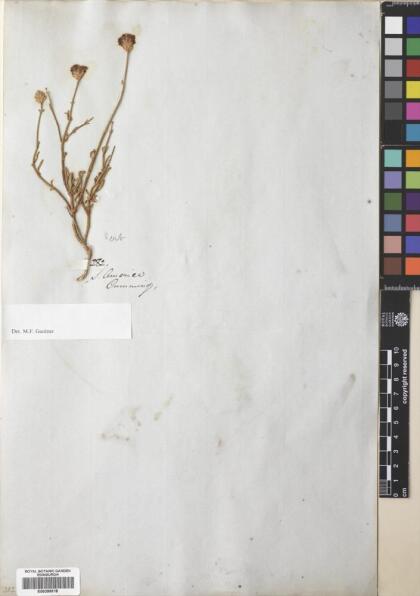 Junellia spathulata [Espécimen: ]